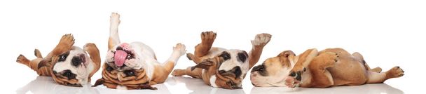 Cuatro torpes Bulldogs ingleses rodando sobre su espalda
  - Foto, imagen