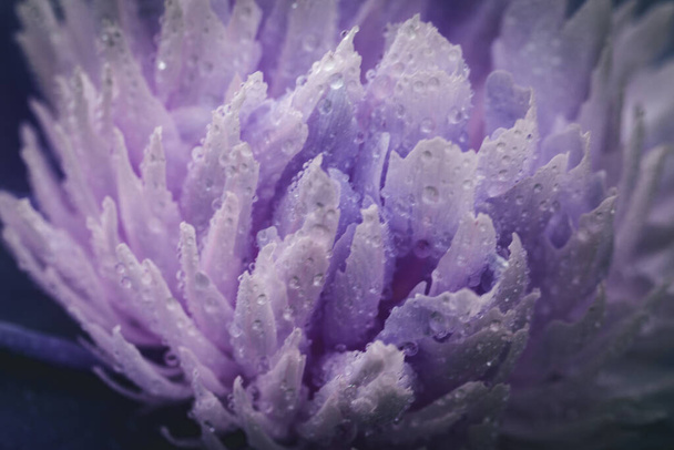 koralli pioni kukka tausta. Paeonia Sarah Bernhardt kasteen kanssa
  - Valokuva, kuva
