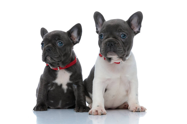 Two dutiful French bulldog cubs curiously looking forward - Photo, Image