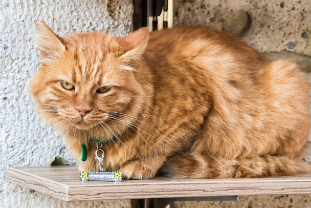 Inkivääri kissa kanssa nimilappu
 - Valokuva, kuva