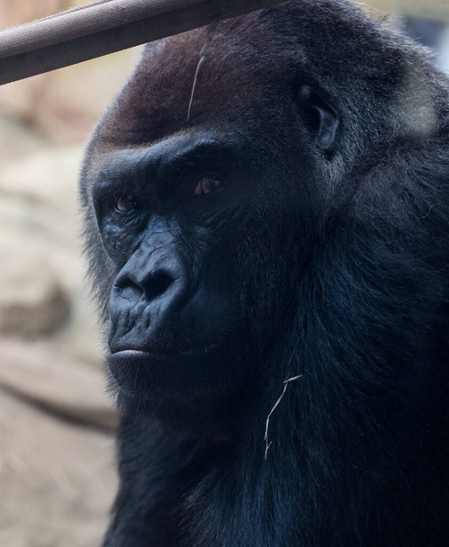 Das bedrohliche Gesicht eines Gorillas, der in die Kamera blickt - Foto, Bild
