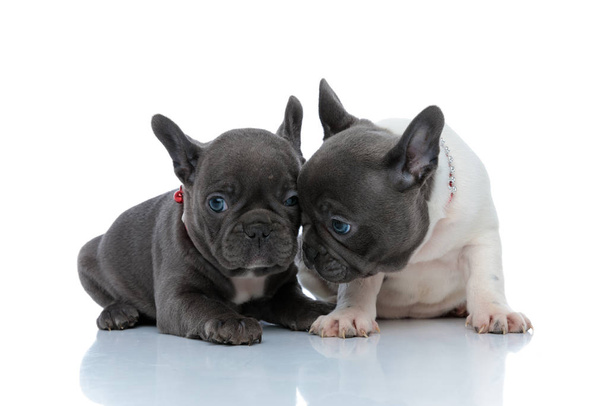 Confident French bulldog puppy comforting his brother - Photo, Image