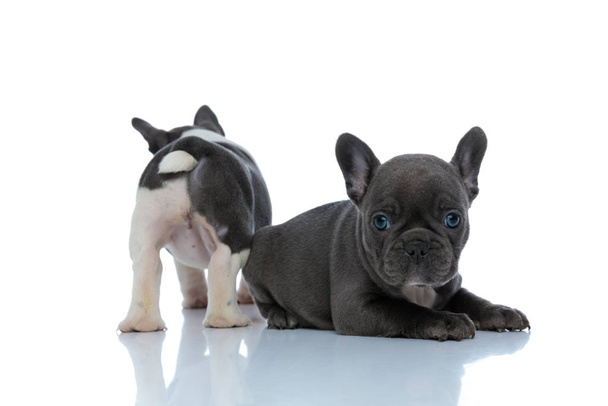 Back view of a French bulldog standing behind his brother - Photo, Image