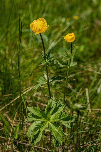 Vadon termő, friss sárga gömbvirág, veszélyeztetett faj, amely a Cseh Köztársaság mocsarában nő egy napos nyári napon. Zöld fű a háttérben. - Fotó, kép