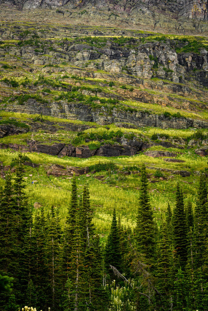 Layers of Bear Grass - Fotografie, Obrázek