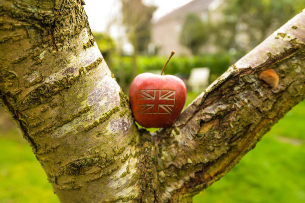 una manzana en el jardín
 - Foto, imagen