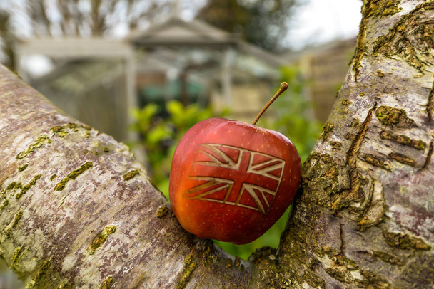 An apple in the garden - Photo, Image