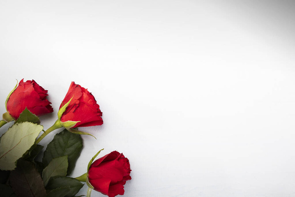 Valentine's Day. Red roses on the left edge on a white background with a copyspace - Foto, imagen