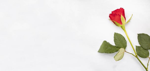 Red rose on the right edge on a white background with a copyspace. Valentine's Day.  - Fotoğraf, Görsel