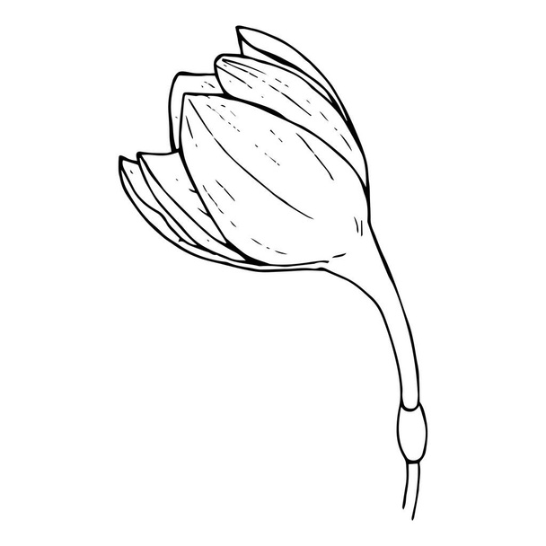 Butoh van een witte bloem Eucharis (Amazone Lelie), zwarte omtrek - Vector, afbeelding