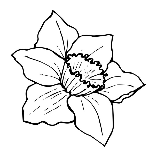 Άνθος daffodil περίγραμμα σχέδιο μαύρο απομονωμένο σε λευκό backgrou - Διάνυσμα, εικόνα
