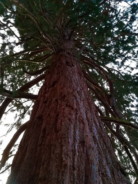 De sequoia van de cipressen familie - Foto, afbeelding