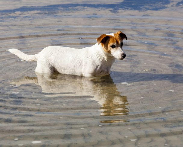 cane in acqua - Foto, immagini