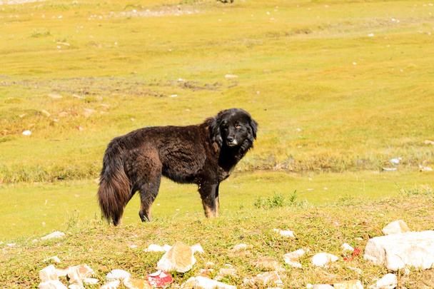 Mastiff tybetański - Zdjęcie, obraz