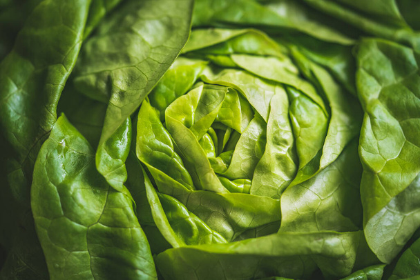Vajas fejes saláta zöld levelei - Fotó, kép