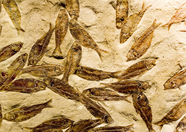 peixes fósseis de Green River
 - Foto, Imagem