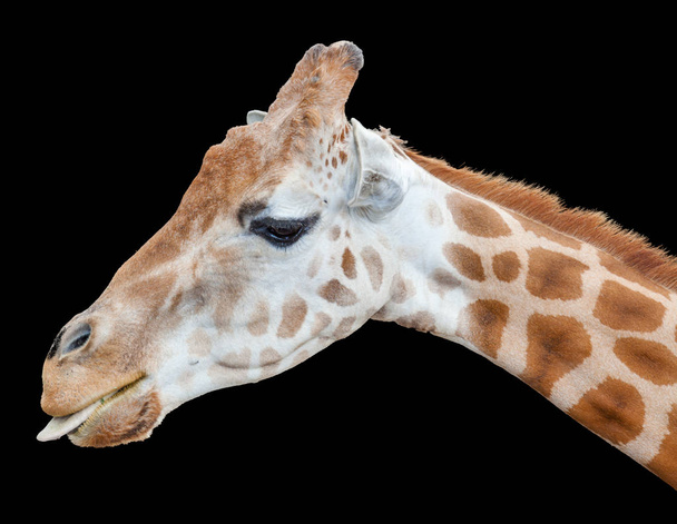 african giraffe - Photo, Image