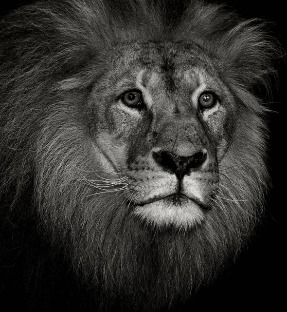 bir Afrika aslanı - Fotoğraf, Görsel