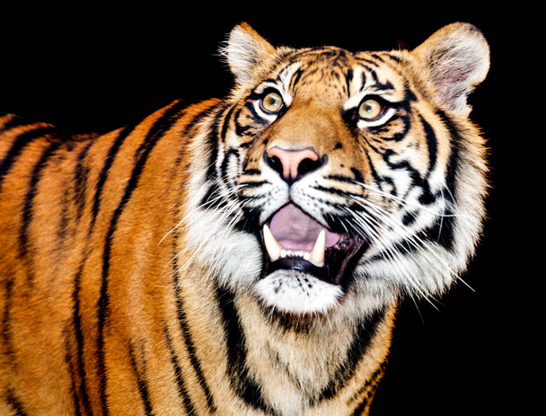 όμορφη τίγρη από τη Σουμάτρα - Φωτογραφία, εικόνα
