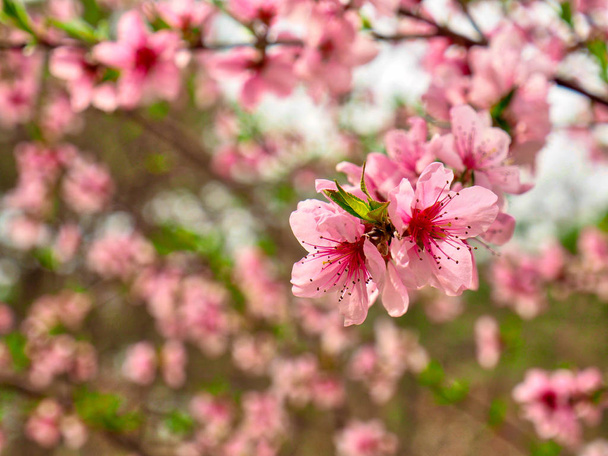 Plum blossom táj Koreában - Fotó, kép