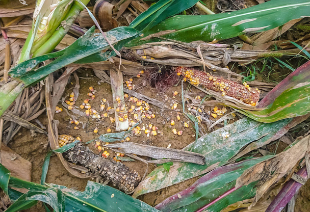 Zniszczone pole kukurydzy - Zdjęcie, obraz