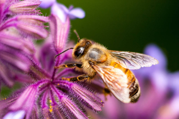 pszczoła - Zdjęcie, obraz