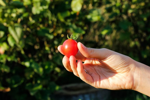 tomato - Photo, Image