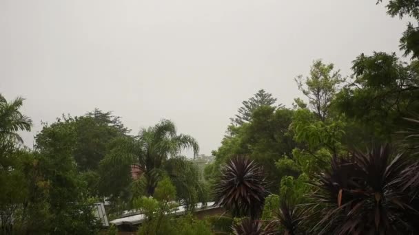 Βαριά καταρρακτώδης βροχή χτυπά την Αυστραλιανή Ανατολική Ακτή. Τροπικές βροχοπτώσεις. Κενό διάστημα για εισαγωγή κειμένου - Πλάνα, βίντεο
