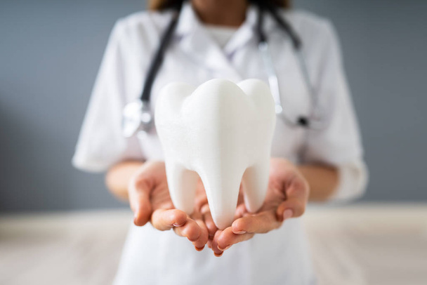 Photo Of Doctor Holding Tooth Model In Hands - Foto, afbeelding