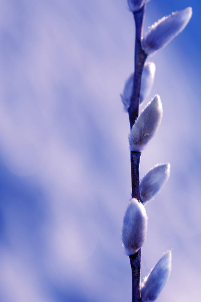 Abstract natural blue background. Blurred willow flowers background. Gentle cold natural background. Willow kittens. Willow branches with soft fluffy buds. Palm Sunday. Selective focus and blur. - 写真・画像