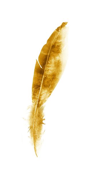 Watercolor feathers, isolated on white background - Φωτογραφία, εικόνα