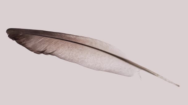Rotating Isolated Bird's Feather - Footage, Video