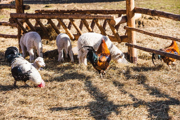 moutons et poulet au zoo contact ferme
 - Photo, image