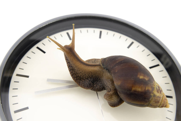 Terrestrial snail crossing a clock dial - Valokuva, kuva