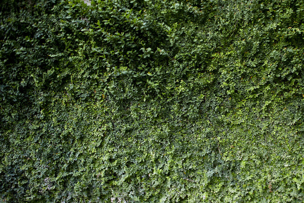 Natural green leaf wall Texture background - Photo, Image