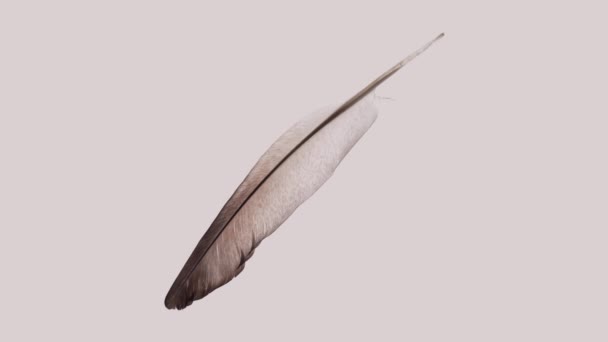 Περιστρεφόμενο απομονωμένο φτερό πουλιού - Πλάνα, βίντεο