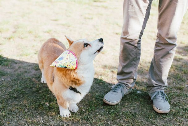 perro feliz en verano con amigo, cumpleaños, día de fiesta, celebración, sombrero de fiesta
  - Foto, Imagen