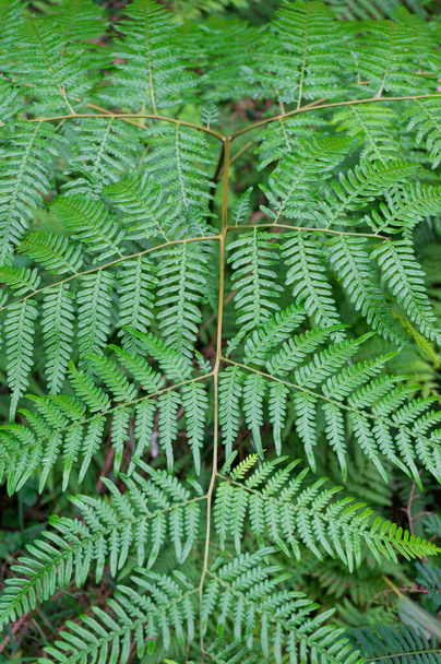 Green fern leaf pattern, texture. Nature background - Foto, Imagem