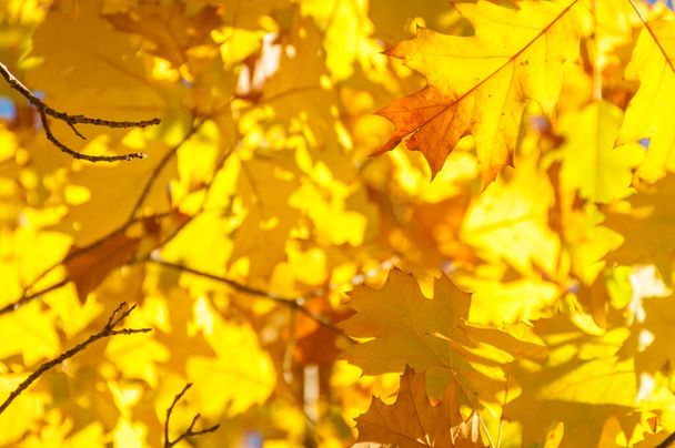 Bright golden yellow autumn leaves nature background - Фото, зображення