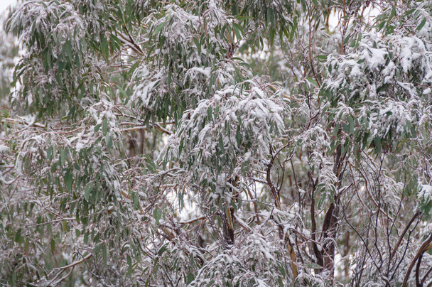 Snow covered green eucalyptus leaves. Winter in Snowy Mountains, - Foto, Imagen