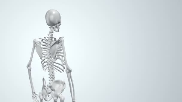Αφηρημένο φόντο με κινούμενα σχέδια περιστροφής ρεαλιστικός ανθρώπινος σκελετός με φωτεινούς νευρώνες στο εσωτερικό. Κινούμενα σχέδια χωρίς ραφή - Πλάνα, βίντεο