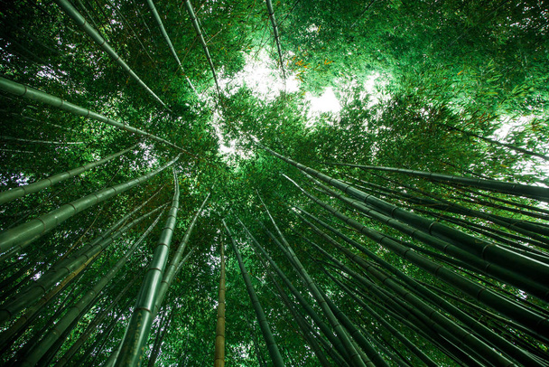boschetto di bambù in Asia. Sfondo naturale verde. Vista sulla cima di alberi di bambù e sole
 - Foto, immagini