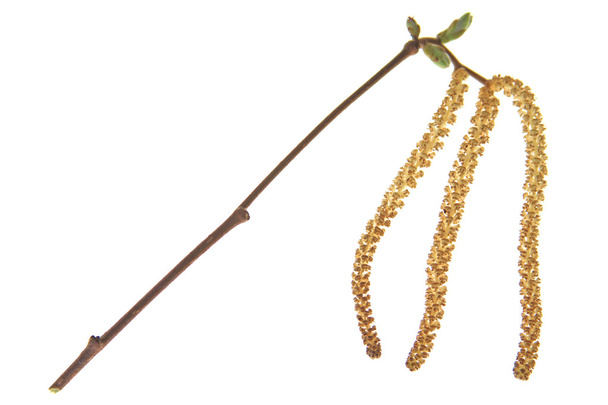 Pähkinät (Corylus avellana)
) - Valokuva, kuva