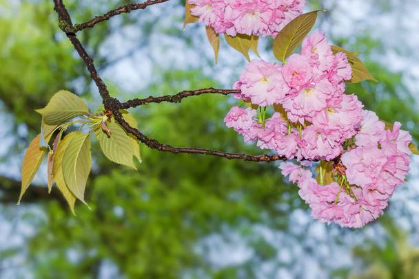 Branch of flowering cherry blossom on a blurred background - Photo, Image