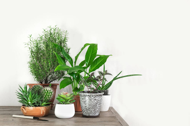 Home Potted Plants - 写真・画像