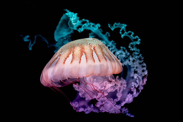 гигантские медузы, плавающие в темной воде
. - Фото, изображение