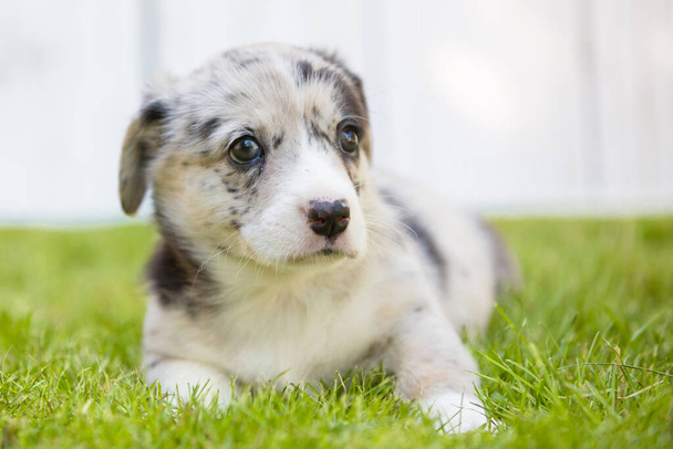 Corgi puppy  - Фото, зображення