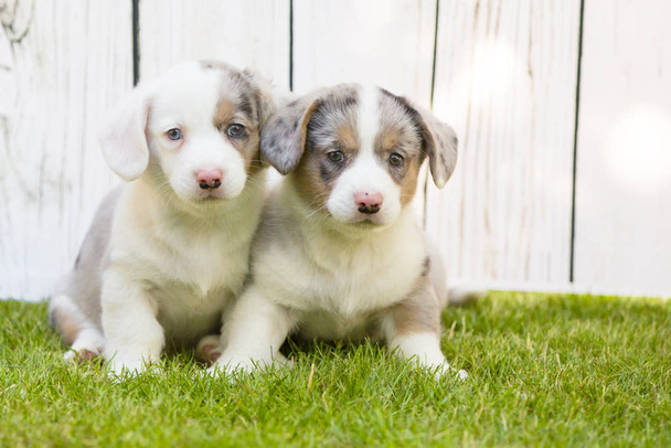 Corgi puppies - Фото, зображення