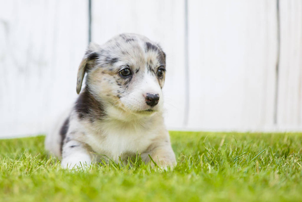 Corgi puppy  - Foto, imagen