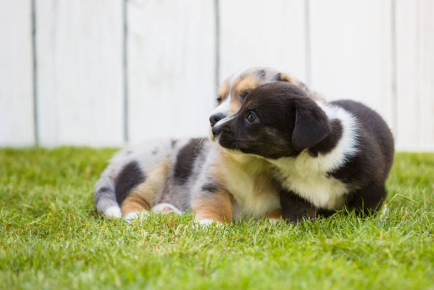 Corgi puppies - Foto, Bild